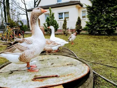 Tiere in der Ferienwohnung oder in der Nähe