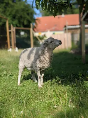 Tiere in der Ferienwohnung oder in der Nähe