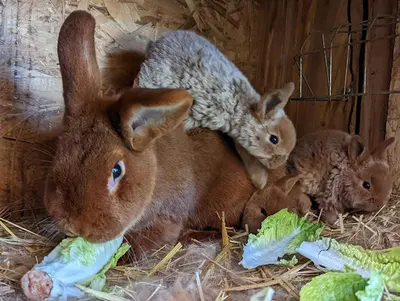 Tiere in der Ferienwohnung oder in der Nähe