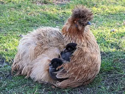 Tiere in der Ferienwohnung oder in der Nähe