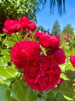Ein Garten an der Unterkunft Landhaus Waltersdorf - Pool & Wellness