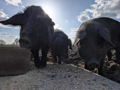 Tiere in diesem Bauernhof oder in der Nähe