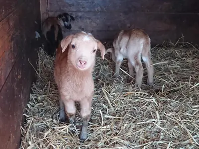 Tiere in diesem Bauernhof oder in der Nähe