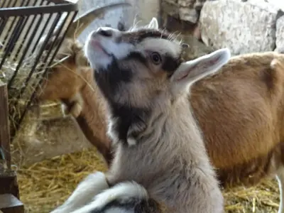 Tiere in der Ferienwohnung oder in der Nähe