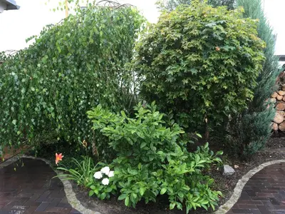 Ein Garten an der Unterkunft Appartment Maggy
