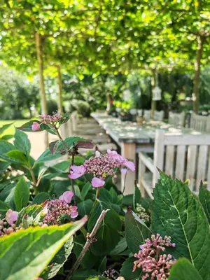 Ein Garten an der Unterkunft Pension Kleiner König