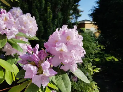 Ein Garten an der Unterkunft Ferienhaus Balkenkunst