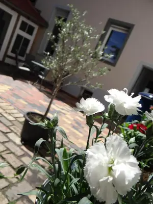 Ein Garten an der Unterkunft Villa 