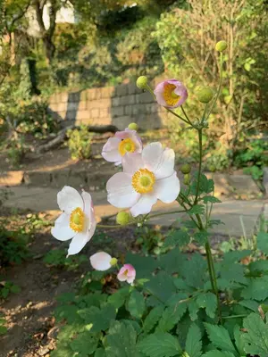 Ein Garten an der Unterkunft Ferienhaus Elbufer 83