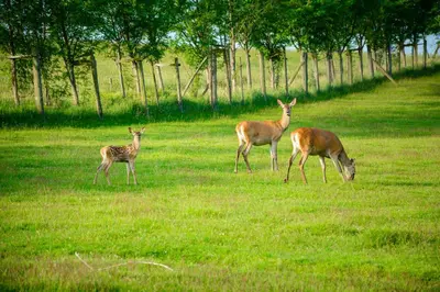 Tiere im Hotel oder in der Nähe