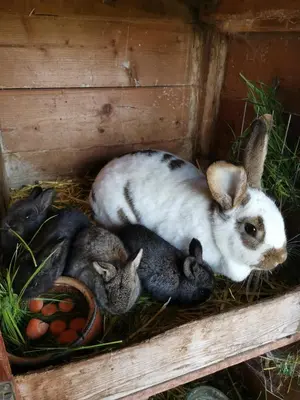 Tiere in der Ferienwohnung oder in der Nähe