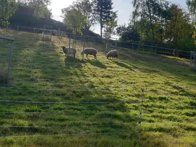 Tiere im Ferienhaus oder in der Nähe