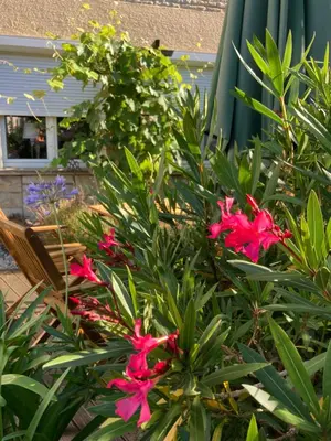 Ein Garten an der Unterkunft Ferienwohnung Sonja am Weinberg
