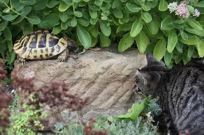 Tiere in der Ferienwohnung oder in der Nähe
