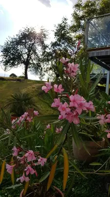 Ein Garten an der Unterkunft Gut Belgerhof Steinbach Ferienwohnung