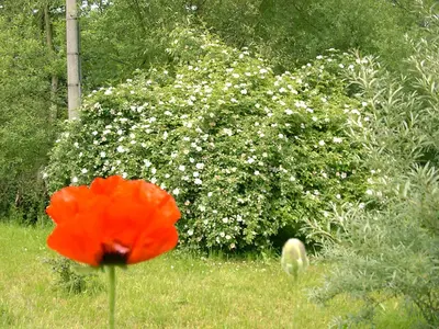 Ein Garten an der Unterkunft Ferienwohnung 