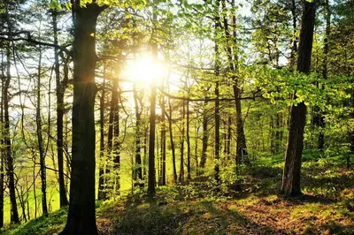 Naturlandschaft in der Nähe der Ferienwohnung