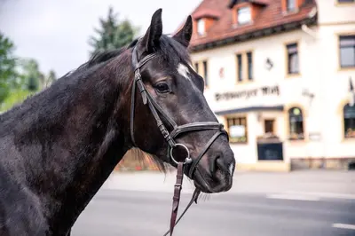 Tiere in der Pension oder in der Nähe