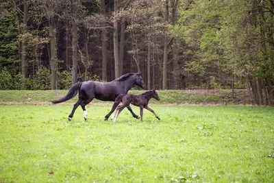 Tiere in der Pension oder in der Nähe