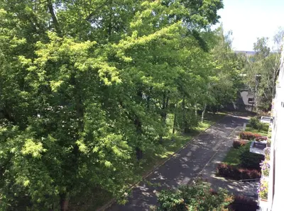 Ein Garten an der Unterkunft Fewo Dresden Zentrum Nähe Hauptbahnhof