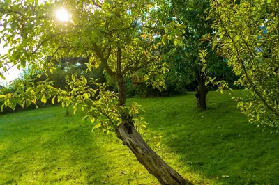 Ein Garten an der Unterkunft Haus Perthen