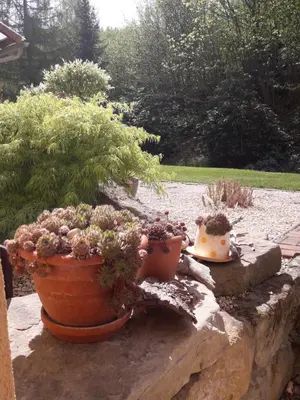 Ein Garten an der Unterkunft Ferienwohnung Am Rauenstein