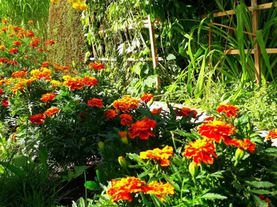 Ein Garten an der Unterkunft Pension Hänsel