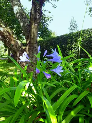 Ein Garten an der Unterkunft Pension Hänsel
