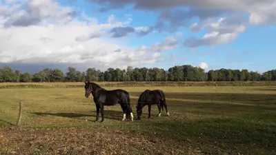 Tiere in der Ferienwohnung oder in der Nähe