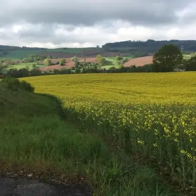 Kipsenblick