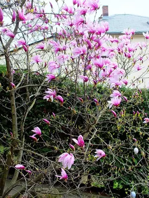 Ein Garten an der Unterkunft Ferienwohnungen Schrot