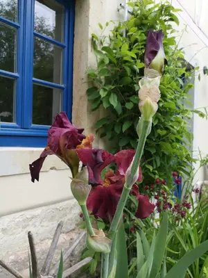 Ein Garten an der Unterkunft Urlaub im 200 Jahre alten Fachwerkhaus