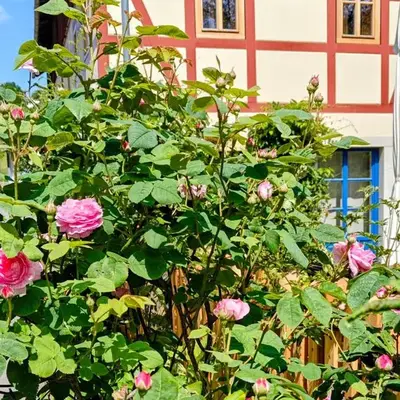 Urlaub im 200 Jahre alten Fachwerkhaus