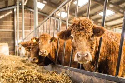 Tiere in der Ferienwohnung oder in der Nähe