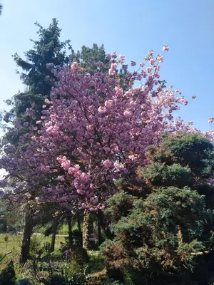 Ein Garten an der Unterkunft Ferienwohnung im Grünen