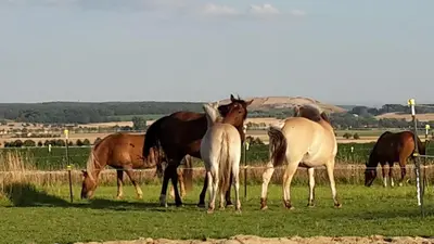 Tiere in der Ferienwohnung oder in der Nähe