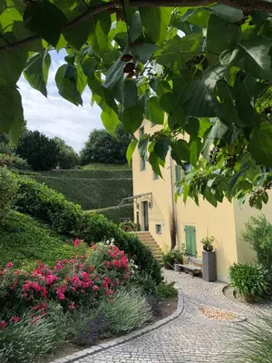 Ein Garten an der Unterkunft Rebenhaus Meißen