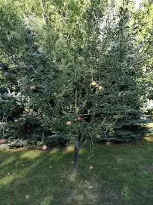 Ein Garten an der Unterkunft Ferienhaus an der Wiederitz