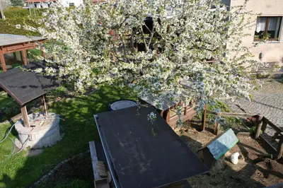 Ein Garten an der Unterkunft Ferienwohnung Nicklich