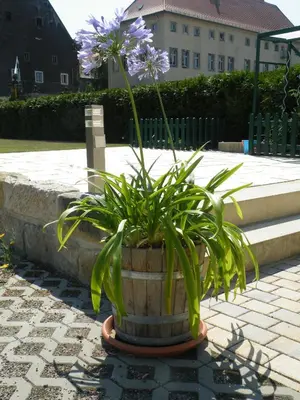 Ein Garten an der Unterkunft Kaitzbach-Idylle