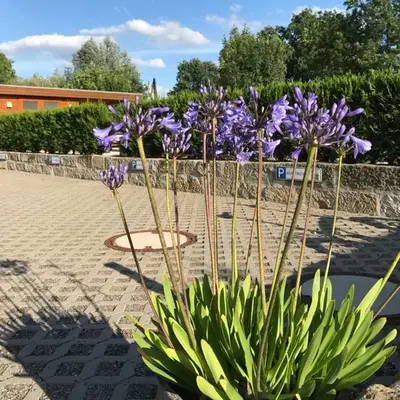 Kaitzbach-Idylle