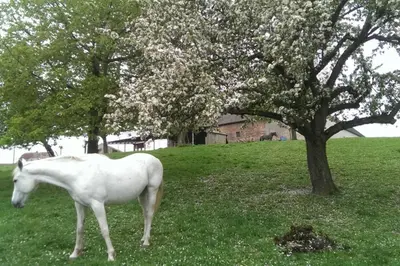 Tiere in der Ferienwohnung oder in der Nähe