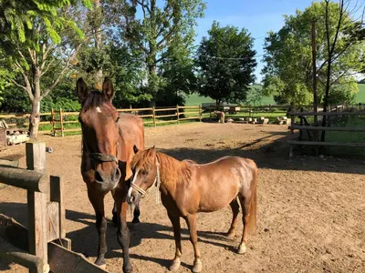 Tiere in der Ferienwohnung oder in der Nähe