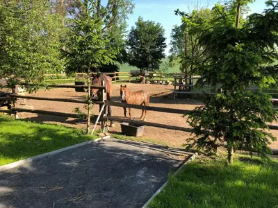 Tiere in der Ferienwohnung oder in der Nähe
