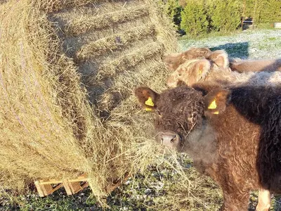 Tiere in der Ferienwohnung oder in der Nähe