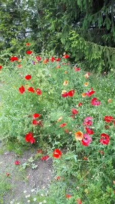 Ein Garten an der Unterkunft Ferienhaus Zur Ausspanne