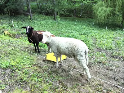 Tiere in der Ferienwohnung oder in der Nähe