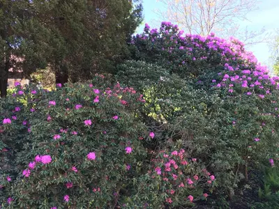 Ein Garten an der Unterkunft Ferienwohnung Möckel