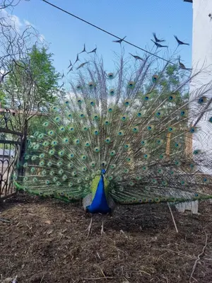 Ein Garten an der Unterkunft Rittergut Dröschkau
