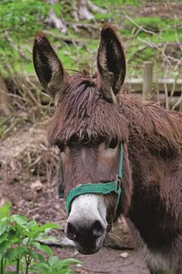 Tiere im Hotel oder in der Nähe